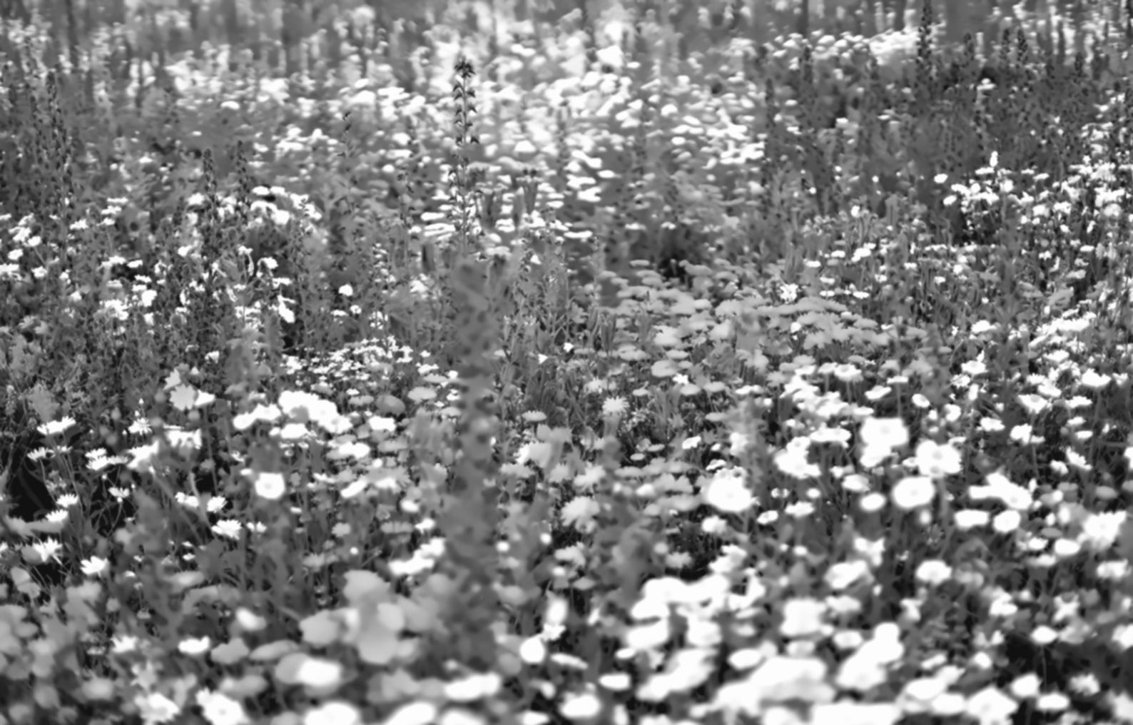 Analyse des écosystèmes forestiers sur le terrain